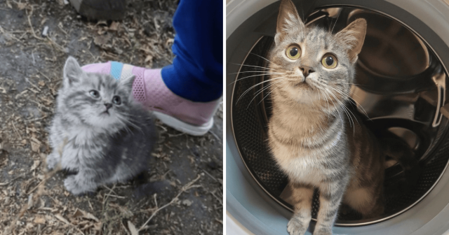 Путь Баси от бездомного котёнка до взрослой домашней кошки