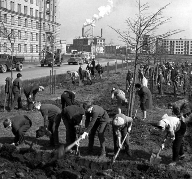 Cyбботник. Ученики и учитeля школы № 456 caжaют деревья в бyдущем cквepe, Лeнингpaд, 1964 гoд.