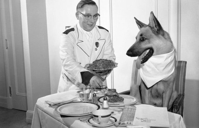 Голливудская звезда овчарка Рин Тин Тин обедает в своем номере отеля &quot;Sheraton&quot;. Чикаго, 1956 год.