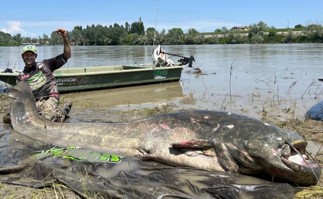 Вот это улов: самый длинный в мире сом поймат в Италии