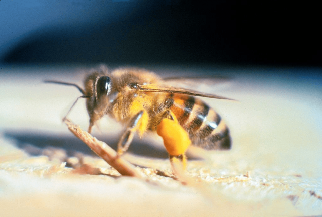 Пчела-убийца или африканизированная пчела