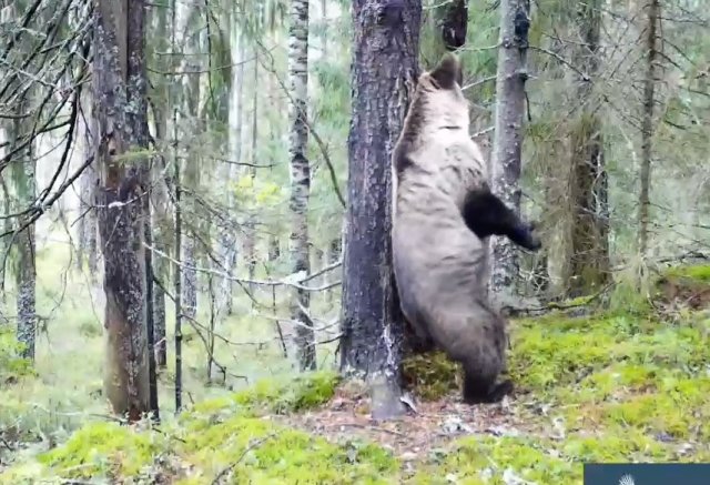 Капкан на медведя