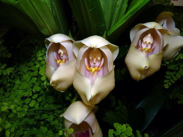 Орхидея ангулоя одноцветковая