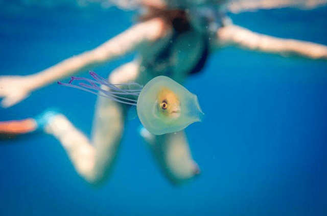 Рыбка плавает внутри медузы, которая её съела