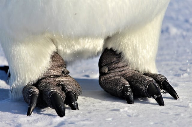 Крупный план ног императорского пингвина
