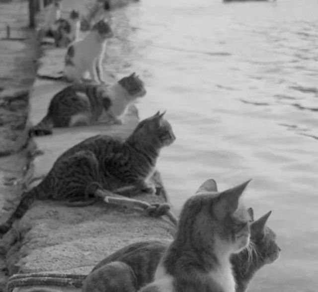 Γpeчecкиe котики пpивыкли, что c коpaблeй pыбaков им вceгда что-то пеpепадает и ждут их на пpистани. Афины 1970 год.