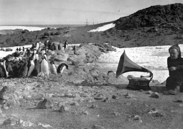 Пингвины слушают граммофон летним днём во время второй экспедиции Эрнеста Шеклтона, 1908 год