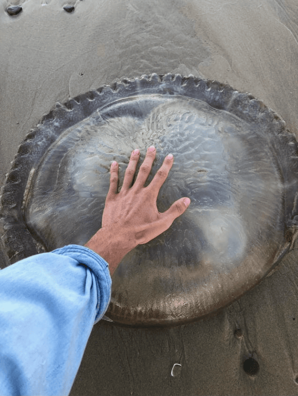 Гигантская медуза. Рука человека для сравнения