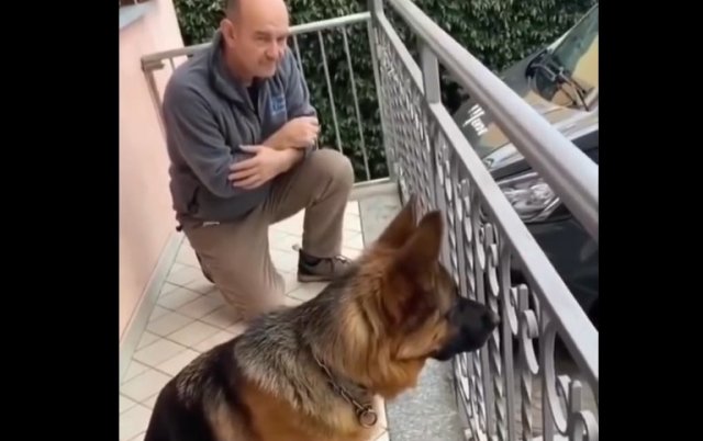 Собака впервые за три года увидела хозяина