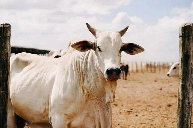 Самая дорогая корова в мире стоит - 4 миллиона долларов