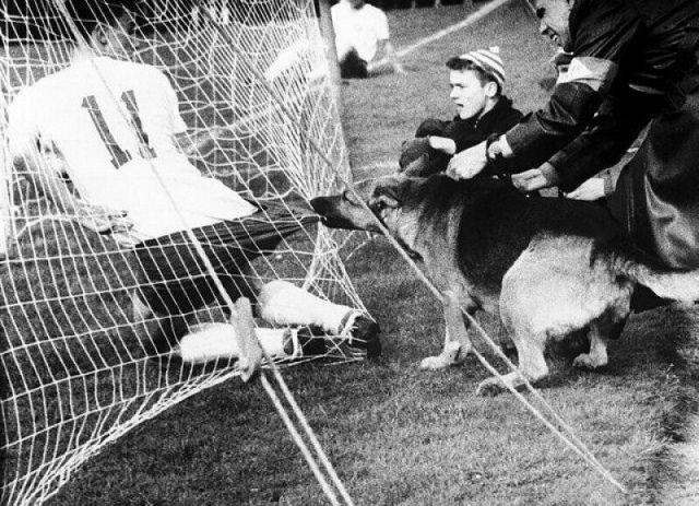 Полицейская собака во время матча в Кельне (Германия) не очень довольна футболистами, 1959 год.