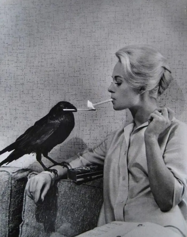 Актриса Типпи Хедрен на съемках фильма &quot;Птицы&quot;, 1963 год