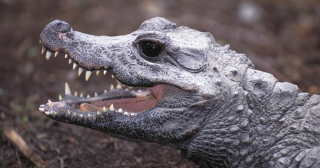Тупорылый крокодил