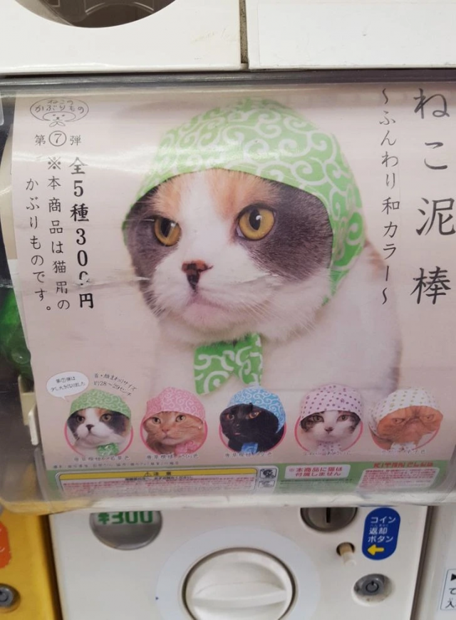 В Осаке можно купить банданы для кошек