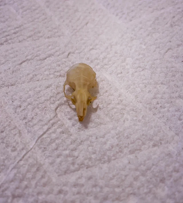 Я нашёл этот крошечный череп в раковине в ванной