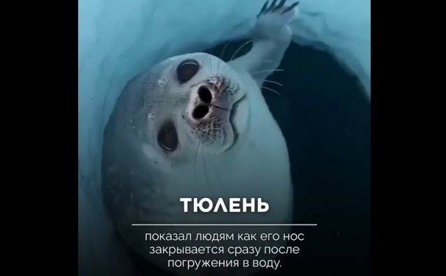 Забавный факт про тюленя
