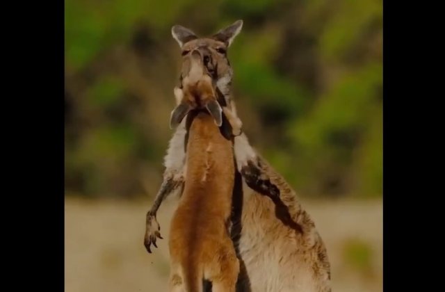 Милота дня: приятные обнимашки кенгуру