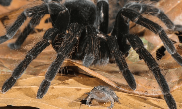 Большой тарантул и его друг — маленький лягушонок