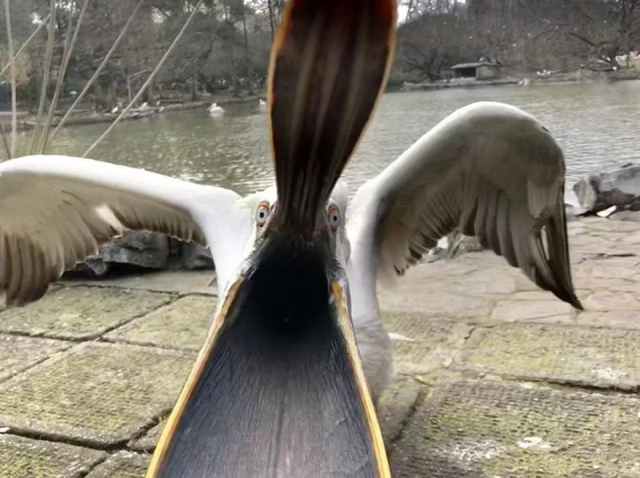 Что видит рыба за секунду до того, как быть проглоченной пеликаном