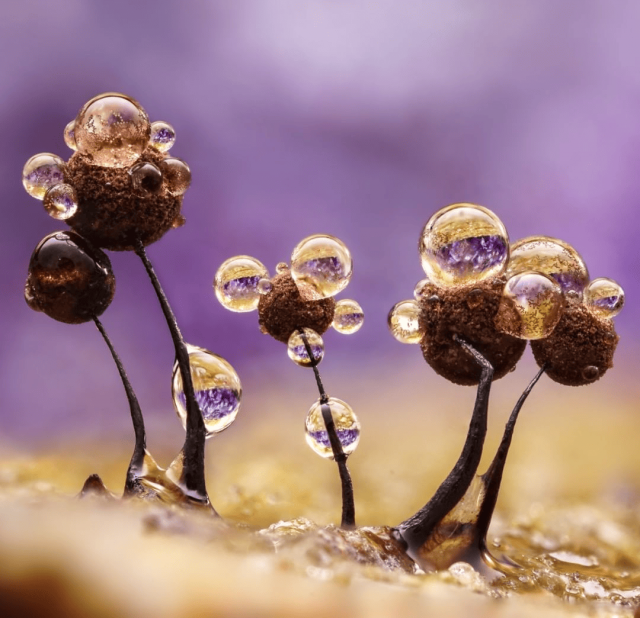 Капли на малюсеньких грибах