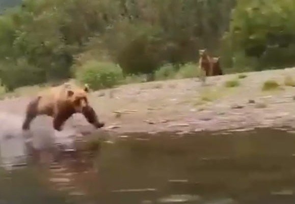 Медведица решила поохотиться на камчатских туристов