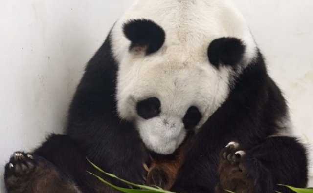 Милота дня: в Московском зоопарке родился первый в истории России детеныш большой панды