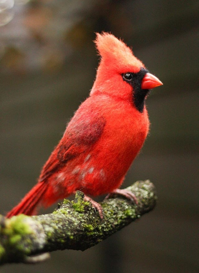 Красный кардинал из шерсти