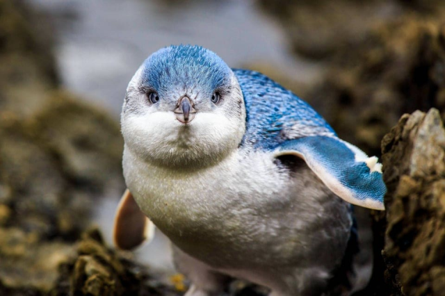 Синие пингвины — самый маленький вид пингвинов в мире