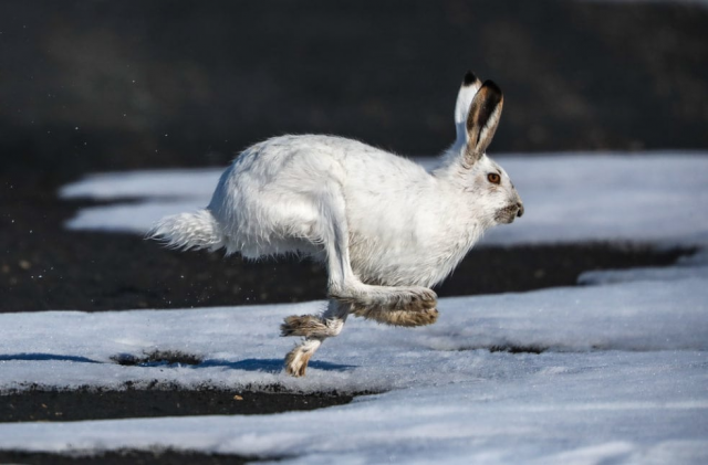 Белохвостые кролики — лучшие прыгуны по суше