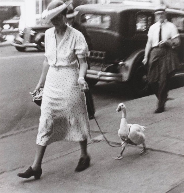 Прогулка с домашним гусём в Нью-Йорке, 1930 год
