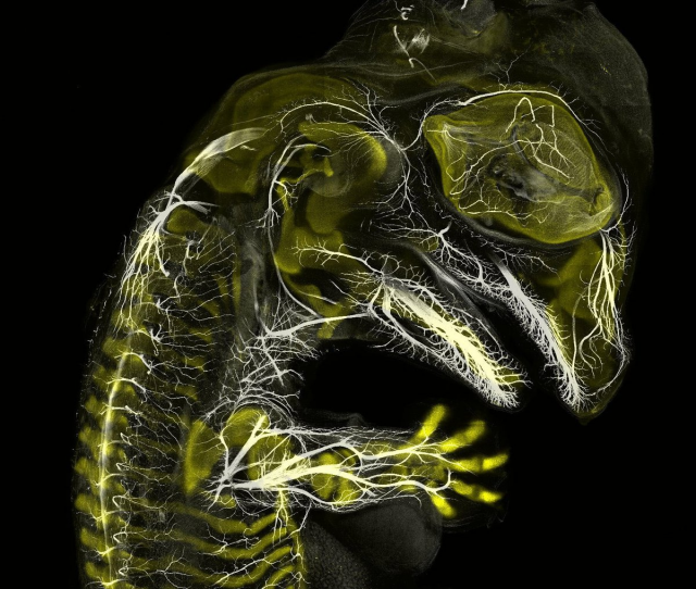 У эмбриона аллигатора развиваются нервы и скелет, 2019