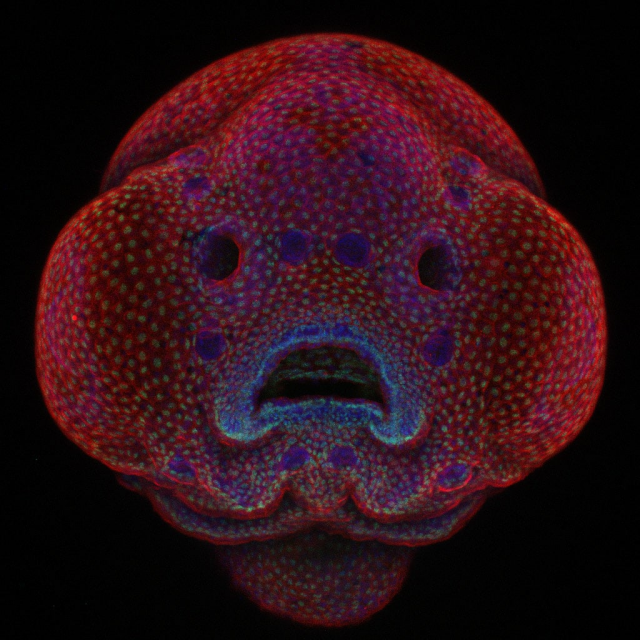 Четырёхдневный эмбрион рыбки данио, 2016
