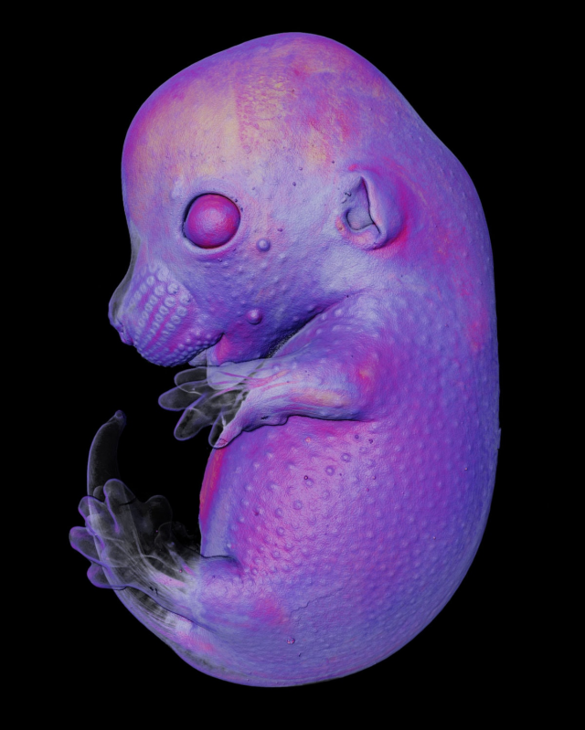 Эмбрион мыши, 2023