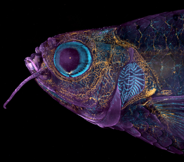 Голова взрослой рыбы данио с кровеносными сосудами, лимфатическими сосудами, а также кожей и чешуёй, 2023