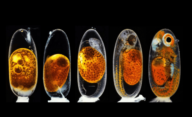 Эмбриональное развитие рыбы-клоуна на 1, 3, 5 и 9 день, 2020
