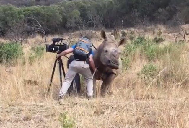 Носорог встретился с оператором