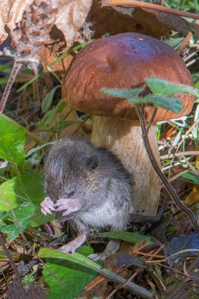Жительница Петербурга подружилась с лесной мышкой