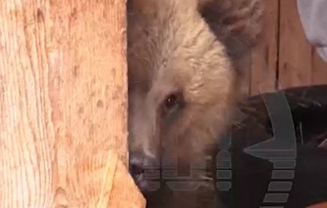 История о чудесном спасении медведя из Башкортостана