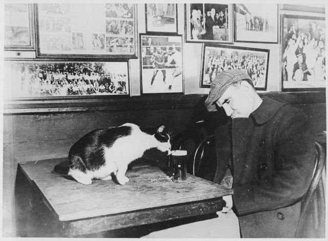Посетитель бара Sammy’s Bowery Follies спит за столиком, в то время как кошка пьет его пиво. Вашингтон, округ Колумбия, 1947 год