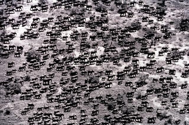До массового истребления &quot;стадо слонов&quot; действительно означало &quot;стадо&quot;. Кения, 1976 г.