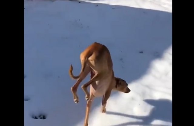 Собака, которая ненавидит снег