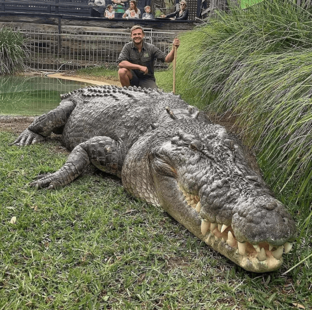 Для австралийцев крокодил — лучший друг