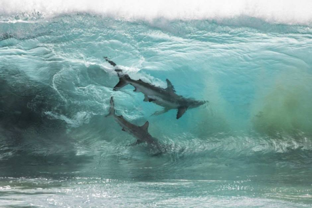 Этот снимок был сделан фотографом Шоном Скоттом в Западной Австралии с помощью дрона. Ему удалось снять двух узкозубых акул внутри волны.