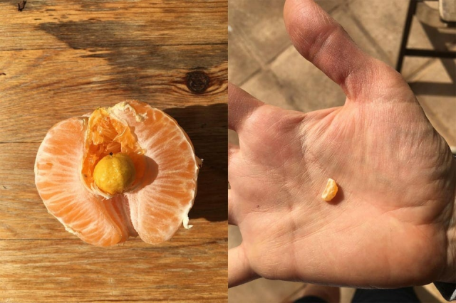Внутри моего апельсина рос полноценный мини-апельсин.