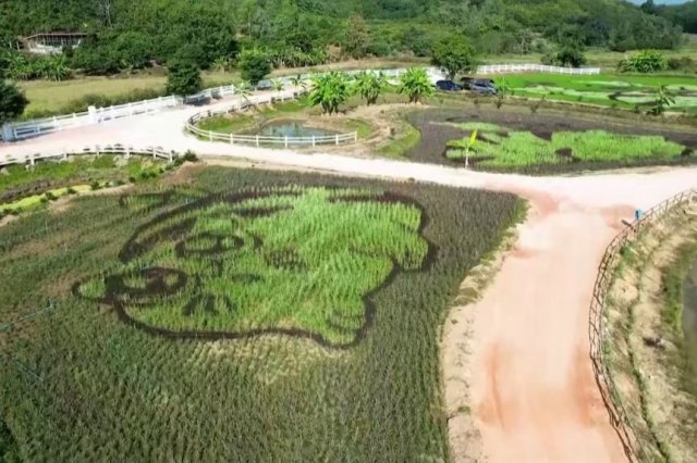 Фермер Таньяпонг Кайкхам делает рисунки на полях из риса