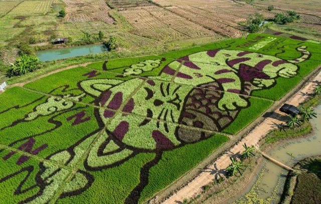 Фермер Таньяпонг Кайкхам делает рисунки на полях из риса
