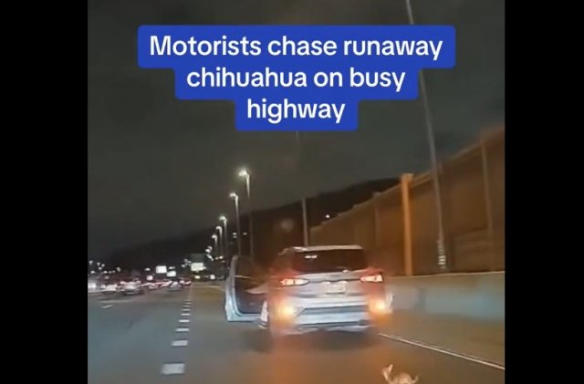 Необыкновенная погоня по шоссе за чихуа-хуа