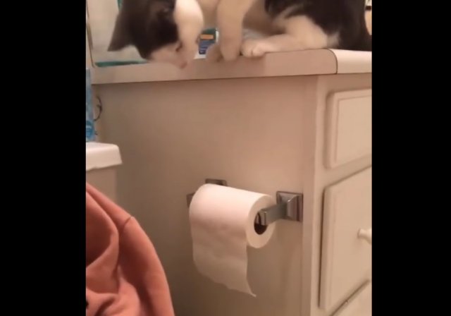 Кот помогает хозяину собрать все в кучку