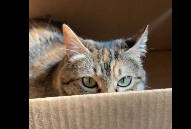 Подбираем коробку для кота