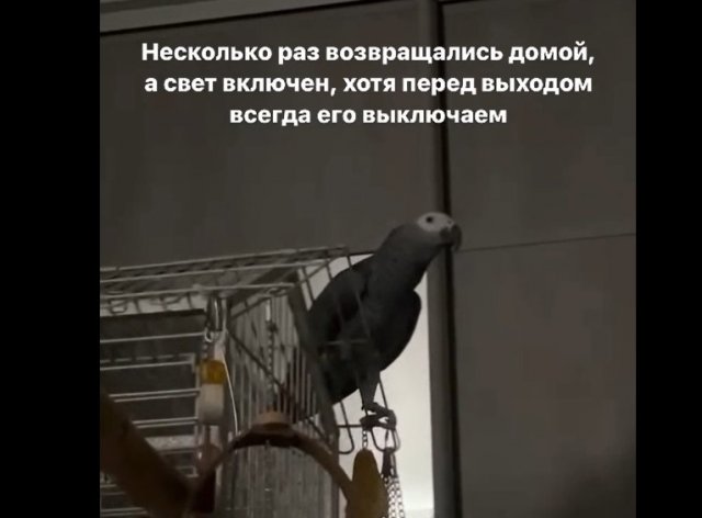 Умный попугай устроил переполох в доме